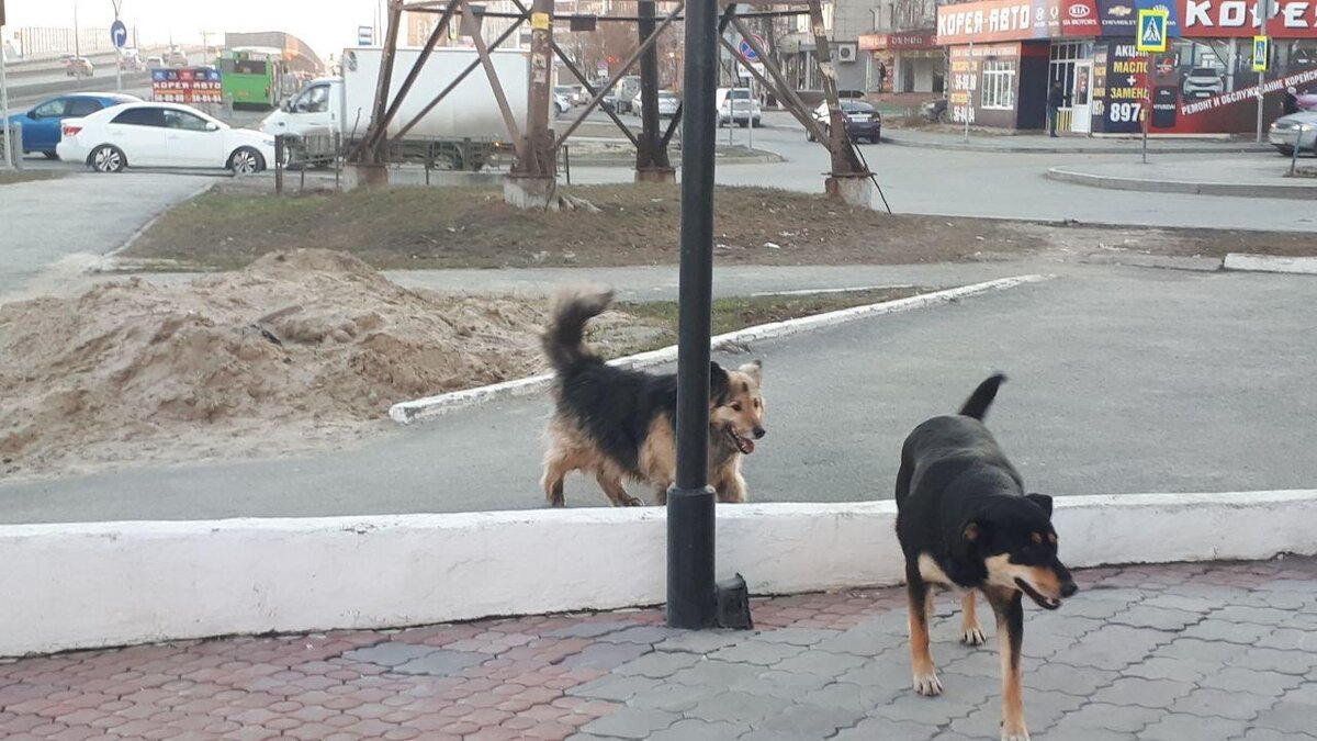 Бродячие собаки в городе. Бездомные собаки в городе.