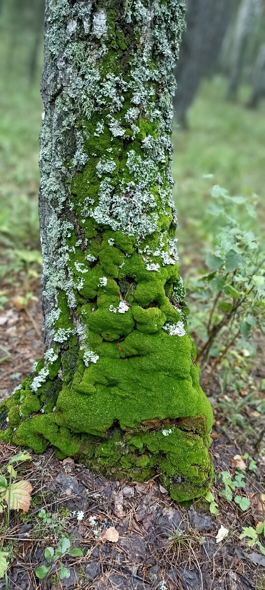 Деревья покрыты мхом изумрудного цвета.... 😍