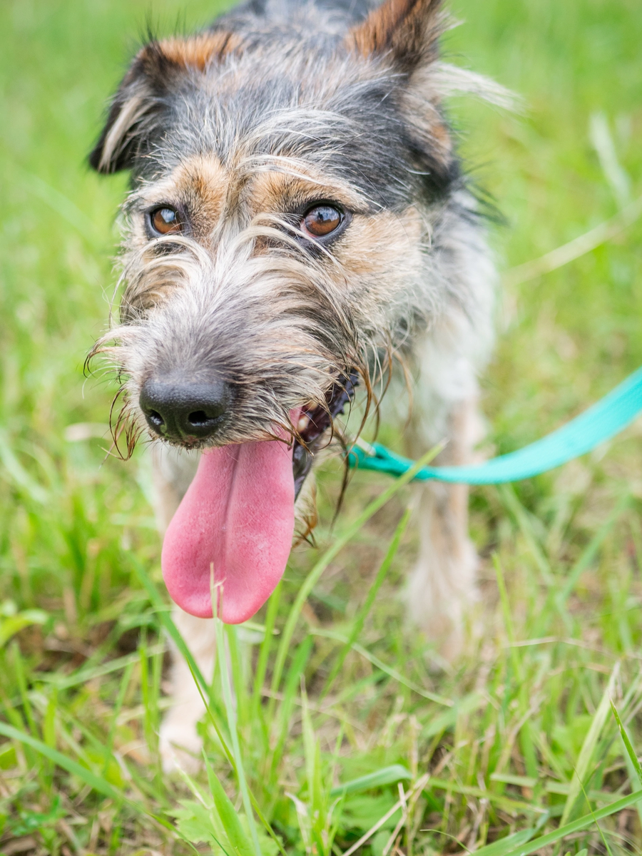 Терри (фото- собственность канала)