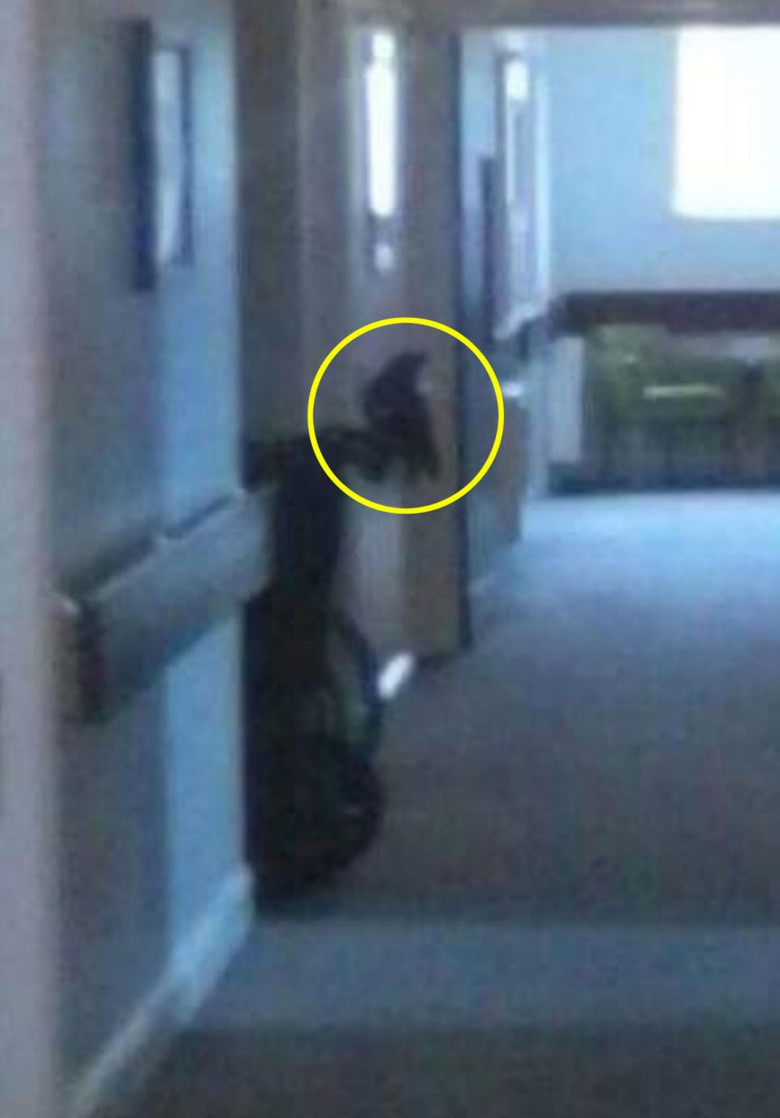 Фото домового реальное в квартире