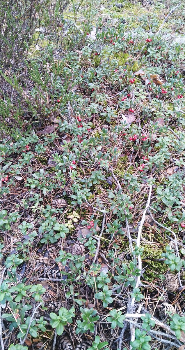 Заросли толокнянки