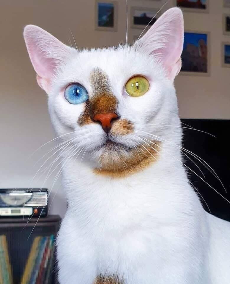 Необыкновенные коты Необыкновенные коты