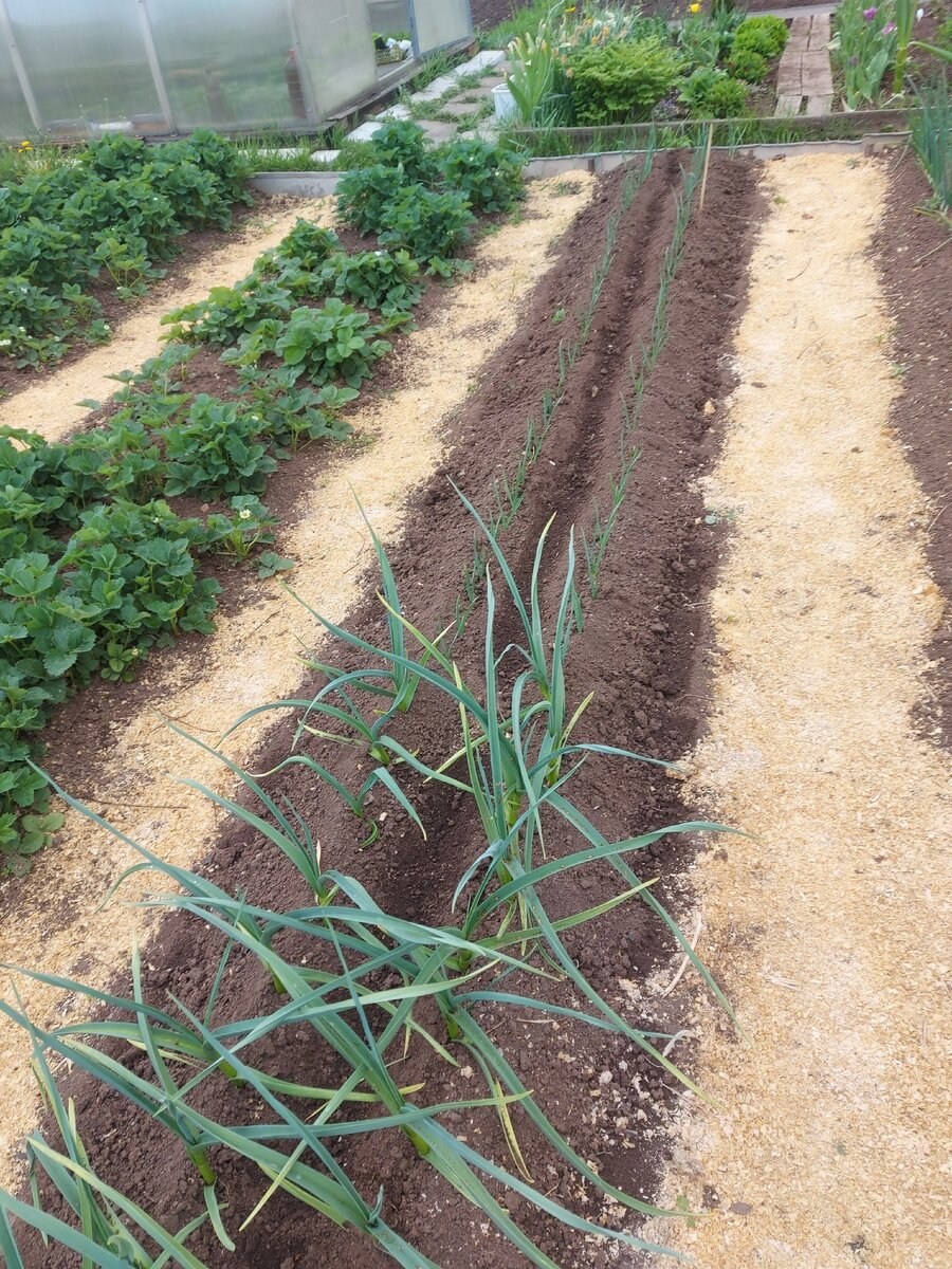 На грядке растет и озимый чеснок и яровой. Фото автора.