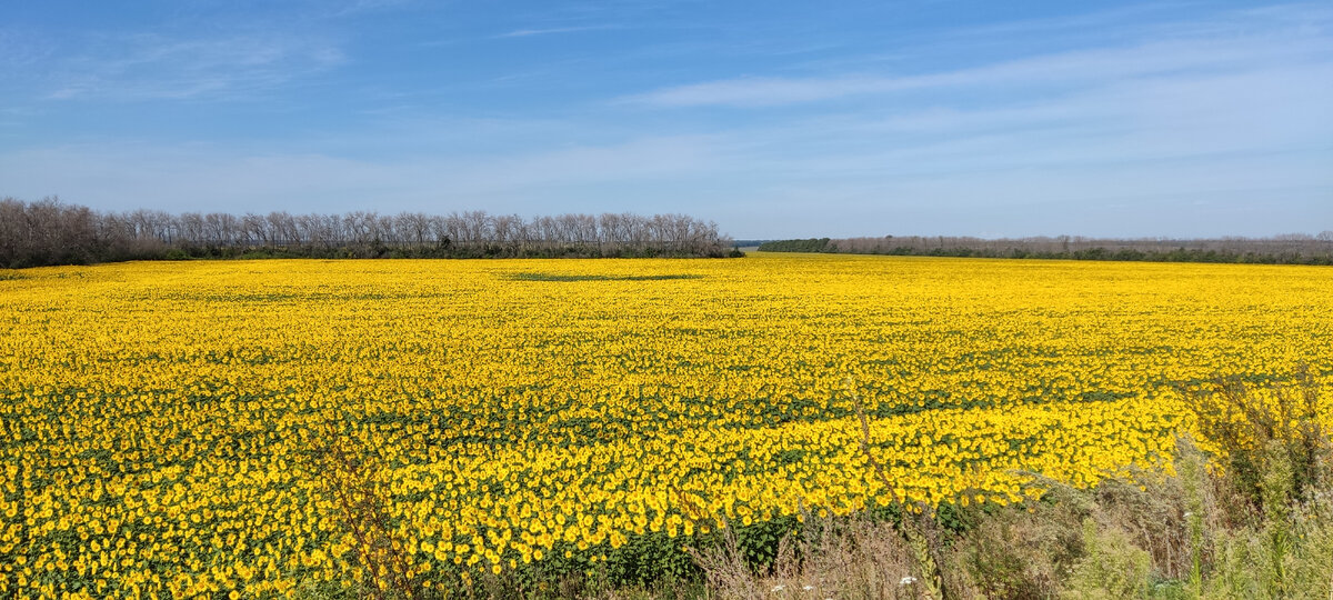 Ехал на своём велосипеде по пути увидел жёлтую такую красоту и не удержался чтобы с ней не сфотографироваться.