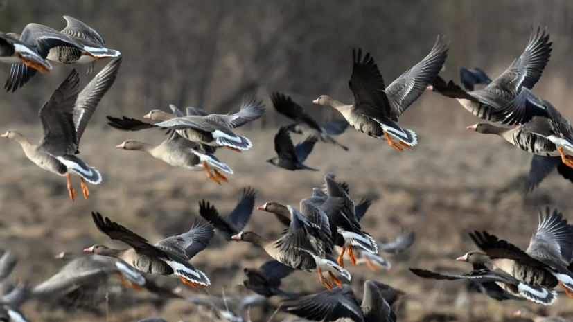   РИА Новости