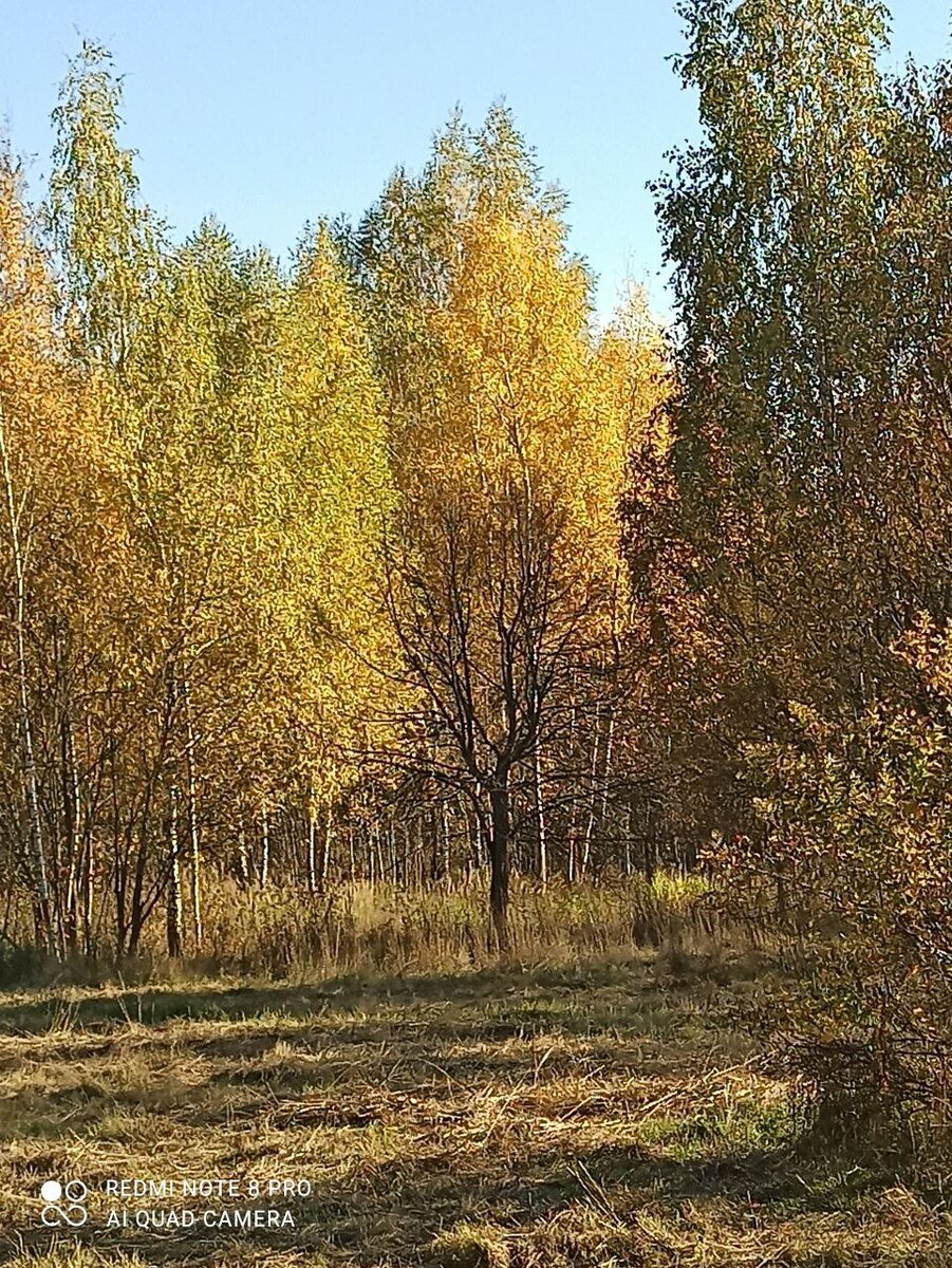 Осенняя грусть по домашним животным | Маленькая собачка и её друзья | Дзен