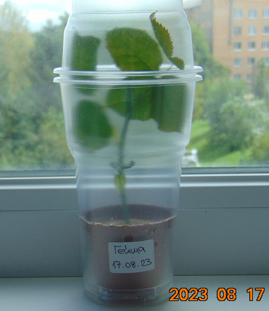 Черенок розы Гейша в день начала эксперимента