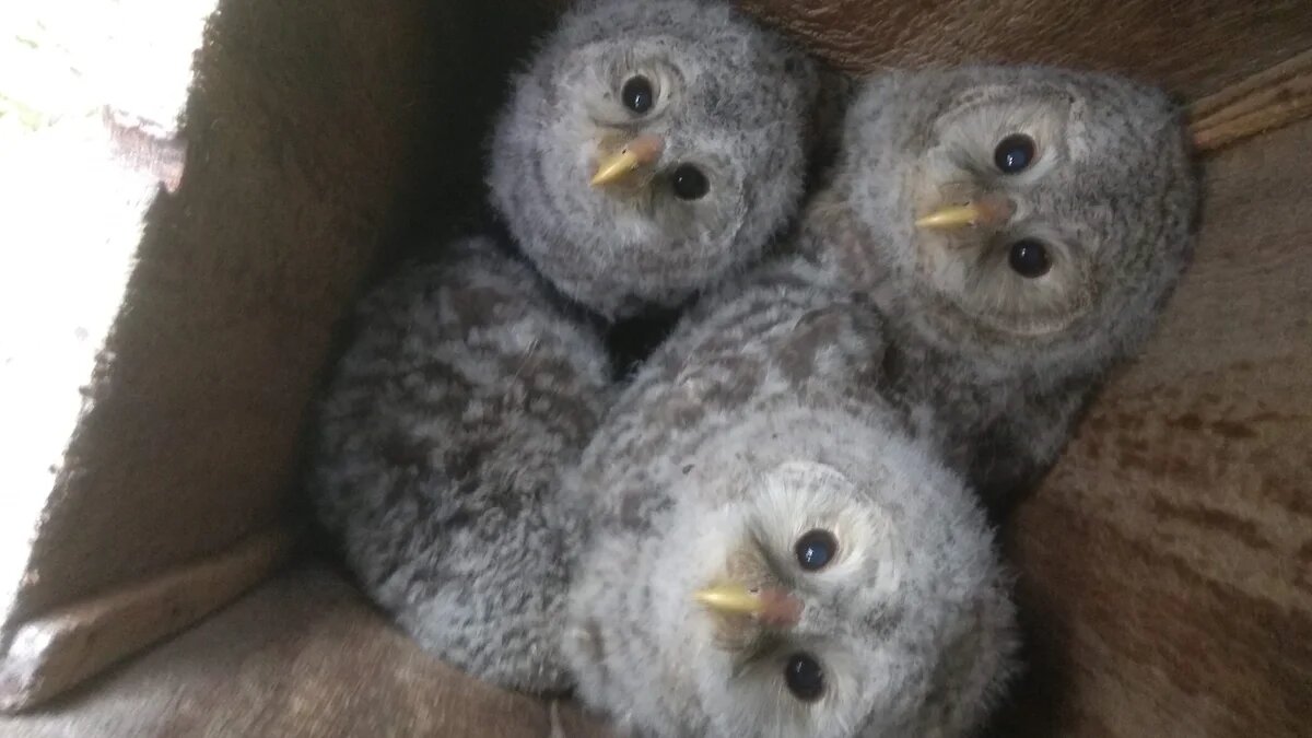 Три подкидыша из Кемерово и один родной птенец в дуплоне, после высадки приёмных 
Фото: Фото Лены Шнайдер