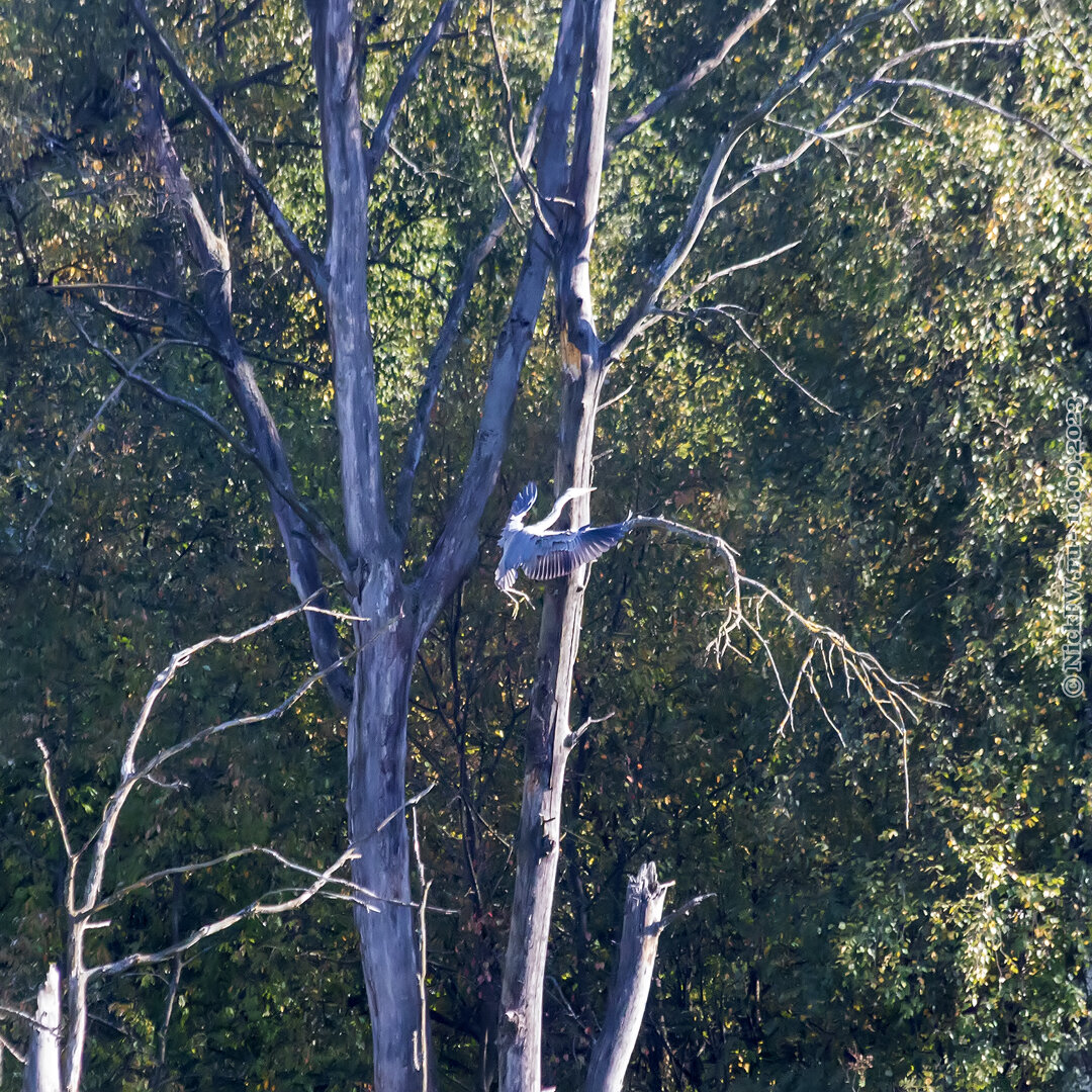 2.2. Серая цапля "раскадровка парковки на ветку" © NickFW.ru — 10.09.2023г.