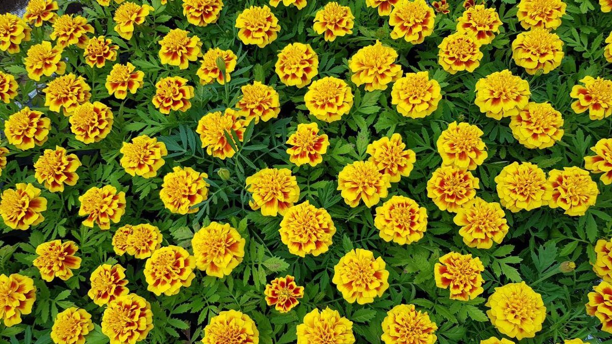 Фото взято с сайта https://teplogalaxy.ru