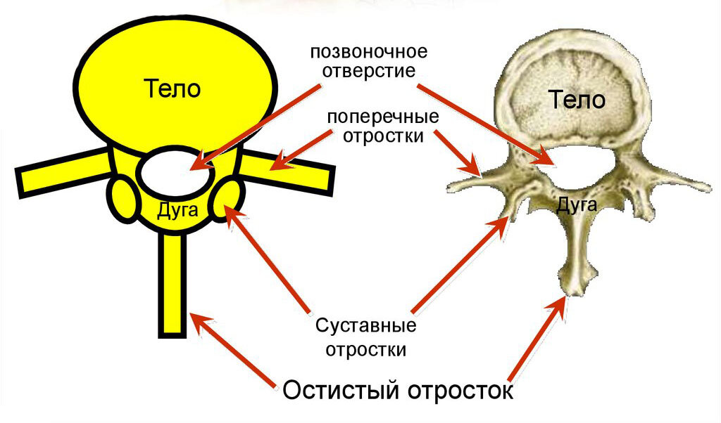 Тело позвонка человека. Строение позвонка. Строение позвонка тело дуга отростки. Строение позвонка отверстия. Строение типичного позвонка.