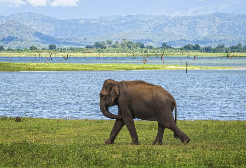 Национальный парк Удавалаве. Фото не мое, взял из интернета