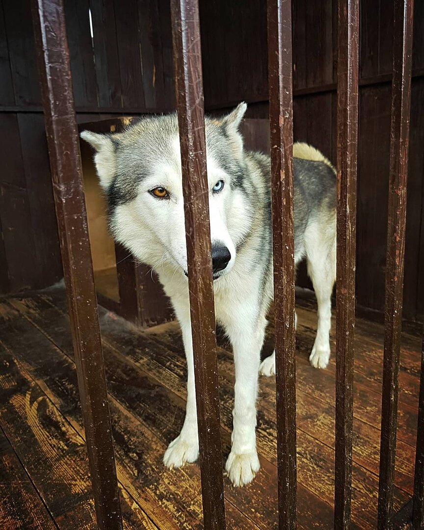 Его Величество Лавр - пёс шаманский. 