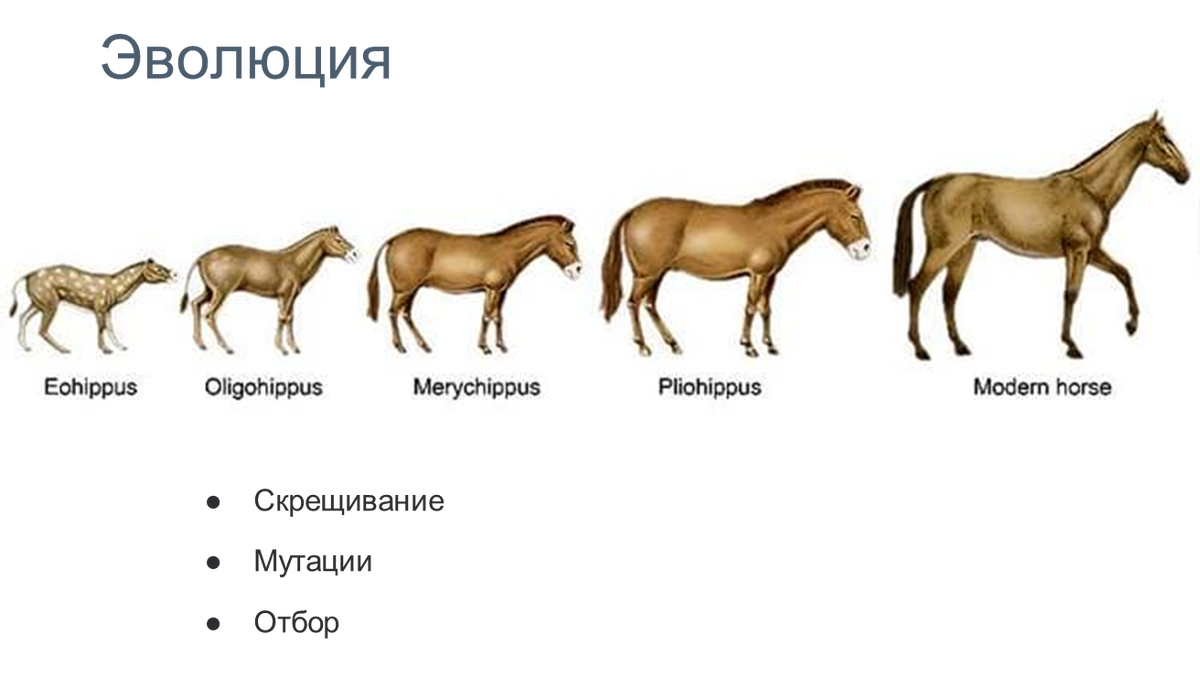 Современная лошадь эволюция. Эволюция лошади. Эволюция лошади все что нужно знать. Виды эволюционных алгоритмов. Овцы эволюционное изменение.