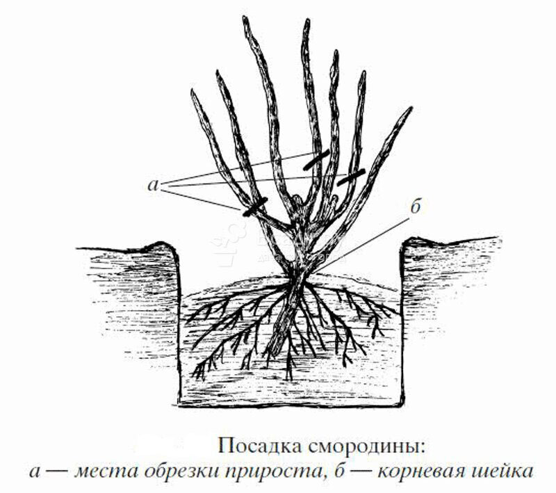 Посадка смородины весной в открытый грунт саженцами. Садим саженцы смородины весной.