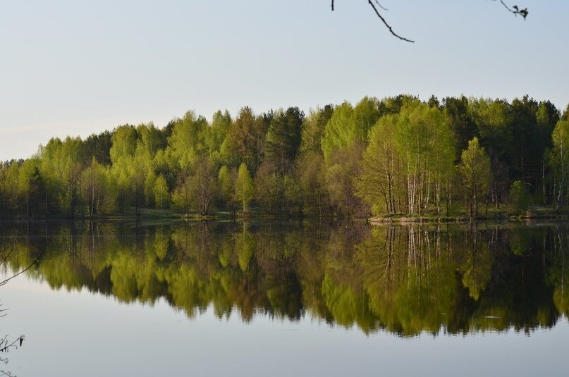 Фото леса мордовии