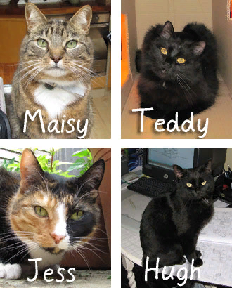 Коллаж с сайта 33cats.ru. Вот те самые любимцы Саймона: Мейси, Тедди, Джесс и Хью. 