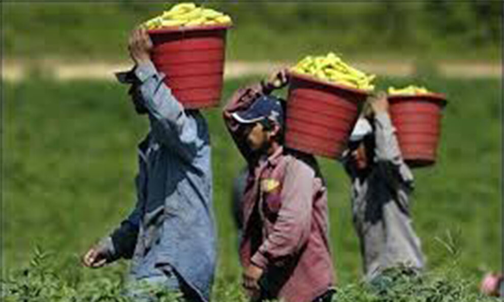 Мексиканцы,работающие в США