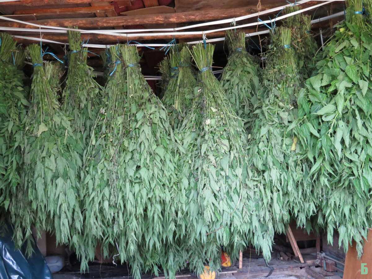 Меня всегда интересовал такой факт, как "непонятный ход событий". Почему растение , которое раньше считали полезнейшим, стали считать сорняком. Или пример с Иван чаем, ведь только недавно его снова стали славить, а до этого почти 100 лет полного молчания! Интересно.