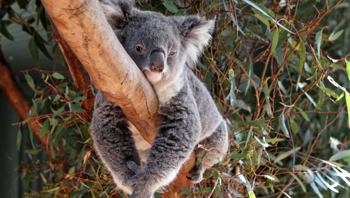 Коала в лесу. Эвкалипт в Австралии с коалой. Коала эвкалиптовый мишка. Коала в эвкалиптовые леса. Коала на бамбуке.