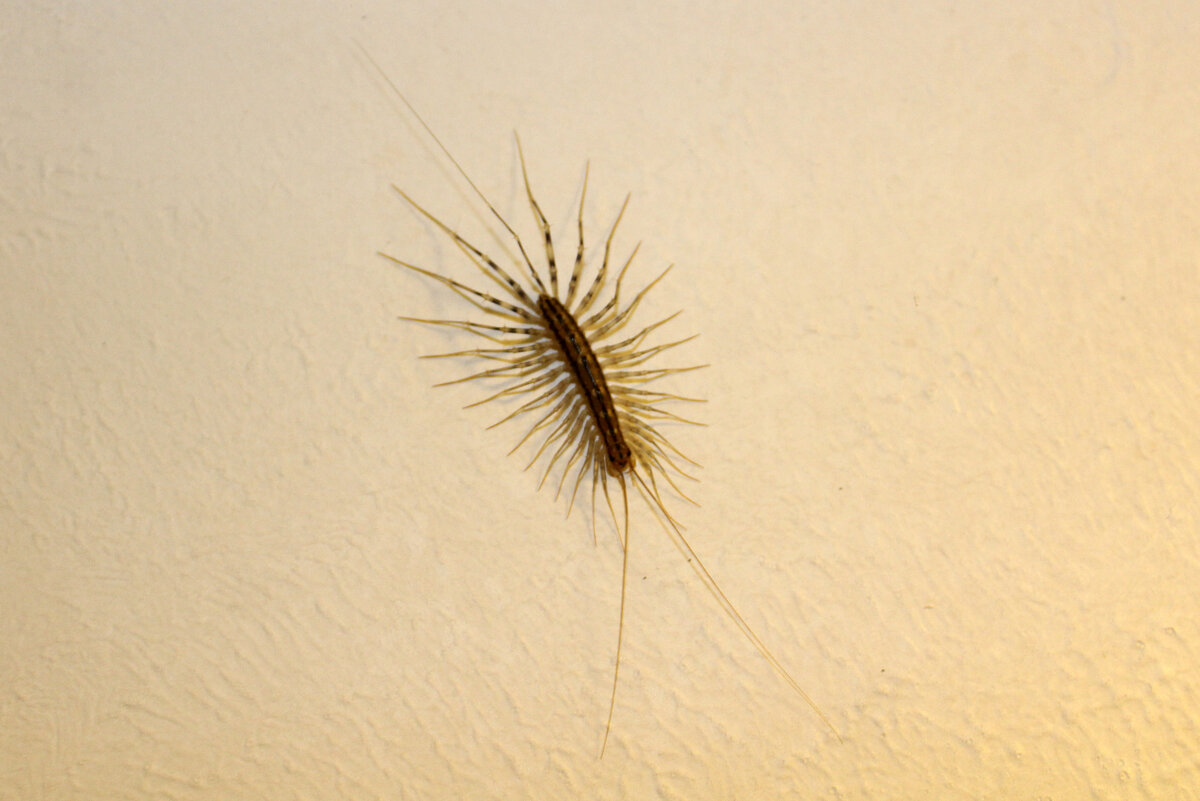 Чтоб поймать муху двух ног мало