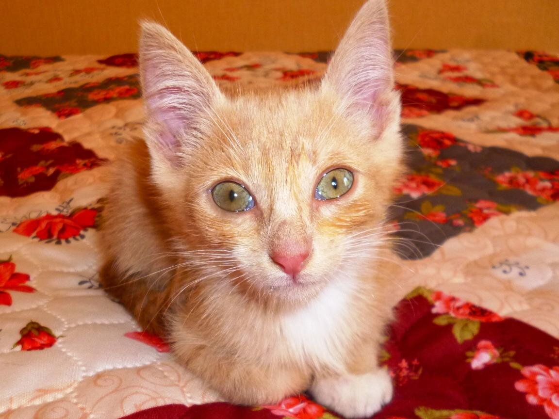 Вот он я - рыжий красавчик с зелеными глазами!