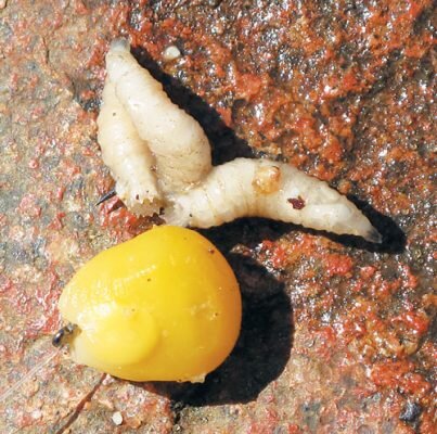 Исходя из рассказов опытных рыболовов в начале июня, голавль хорошо отзывается на майского жука, а с середины июня перспективной наживкой для ловли голавля считается кузнечик.