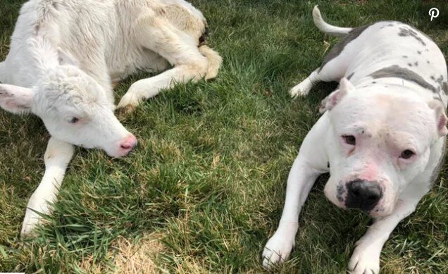 Фото: SAVING GRACE ANIMAL SOCIET/ FACEBOOK