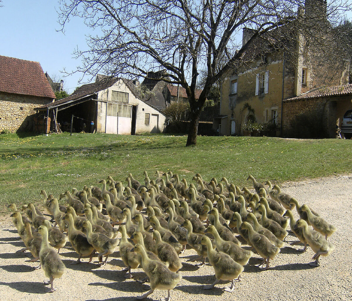 Молодые птенчики находятся в так называемом "детском саду", за ними ежедневно ухаживают.