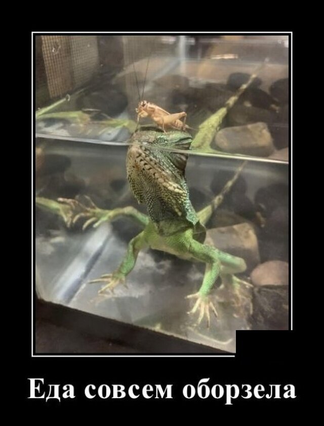 Совсем оборзел. Совсем оборзел. Совсем оборзел. Совсем оборзел. Кот и мышь мем.