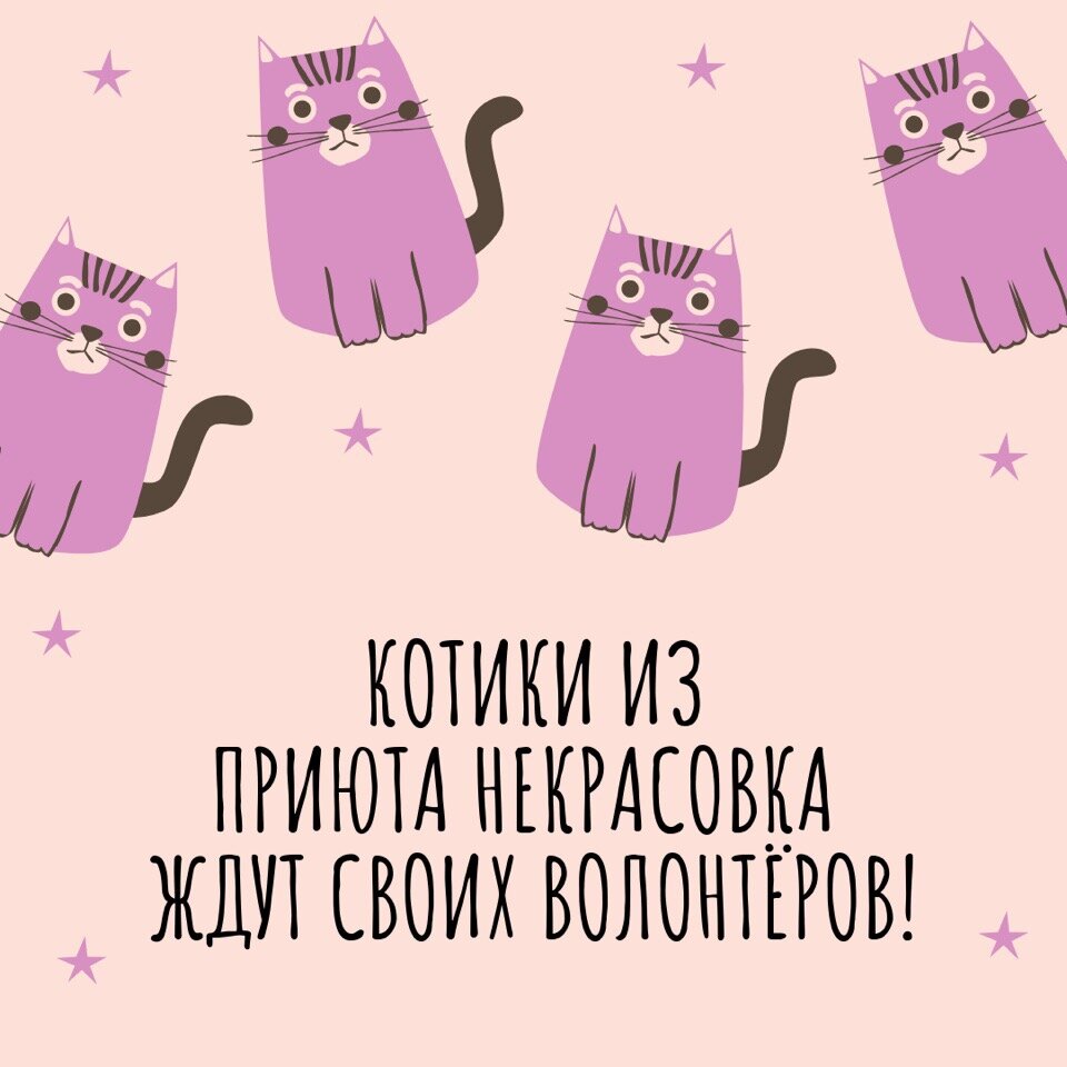 #нужныволонтеры
#статьволонтером
#приютбездомныхживотных 
#котикиприютанекрасовка 
#возьмикота
#взятькошку 
#котиквдар 
#котэ 
#кот 
#котики 
#люблюкотов
#возьминепокупай
#adoptdontshop
#москва
#некрасовка
#всеважны 