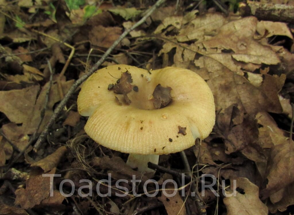 Это не чахлый валуй, а валуеобразная сыроежка. Вполне, кстати, свежая и аппетитная (фото И.Лебединского)