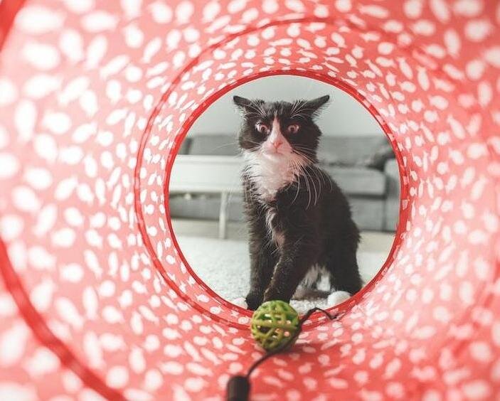 как научить кошку командам