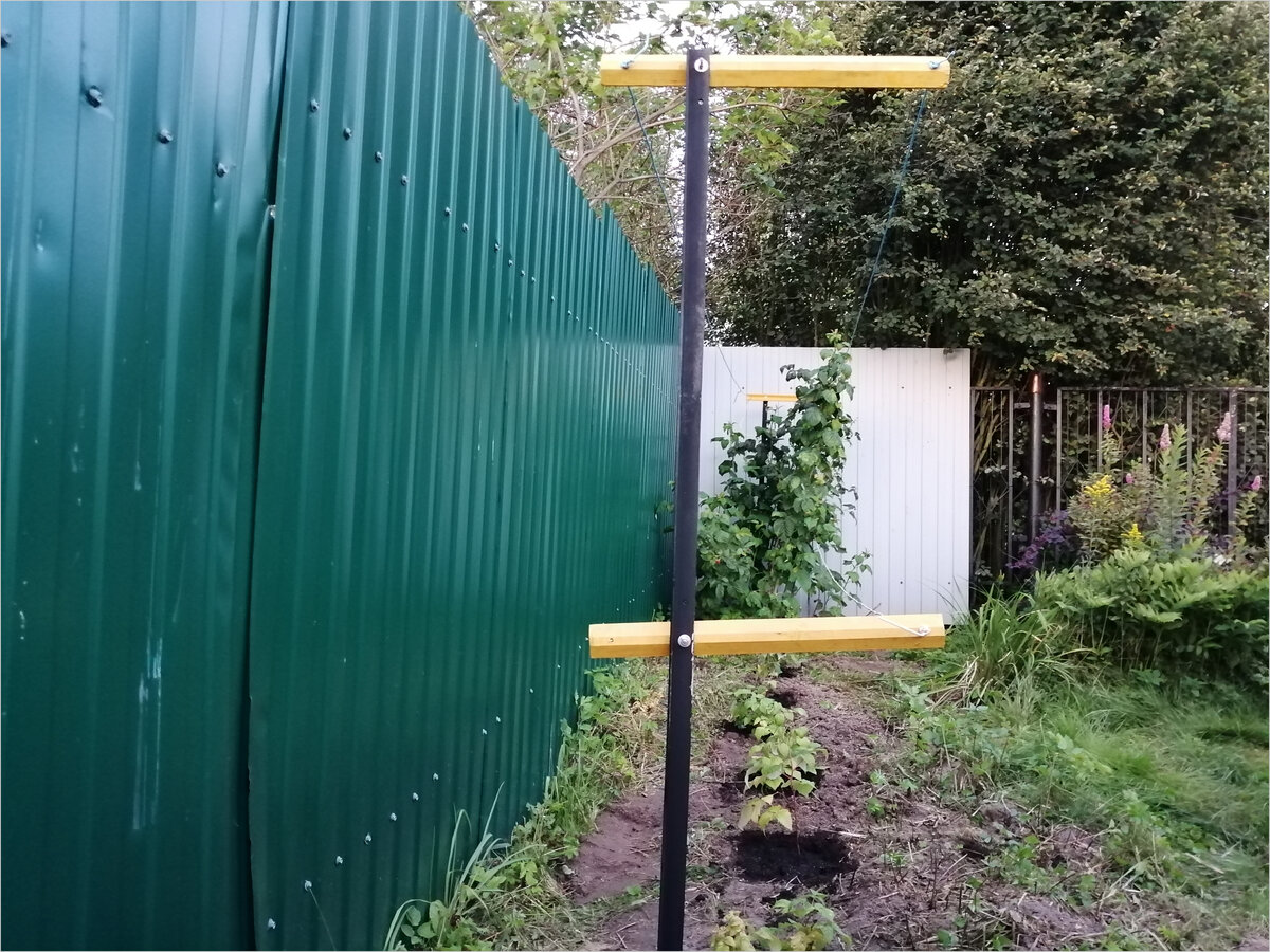 Фото 2. Малина Гусар. Высаженные саженцы в зоне шпалеры.