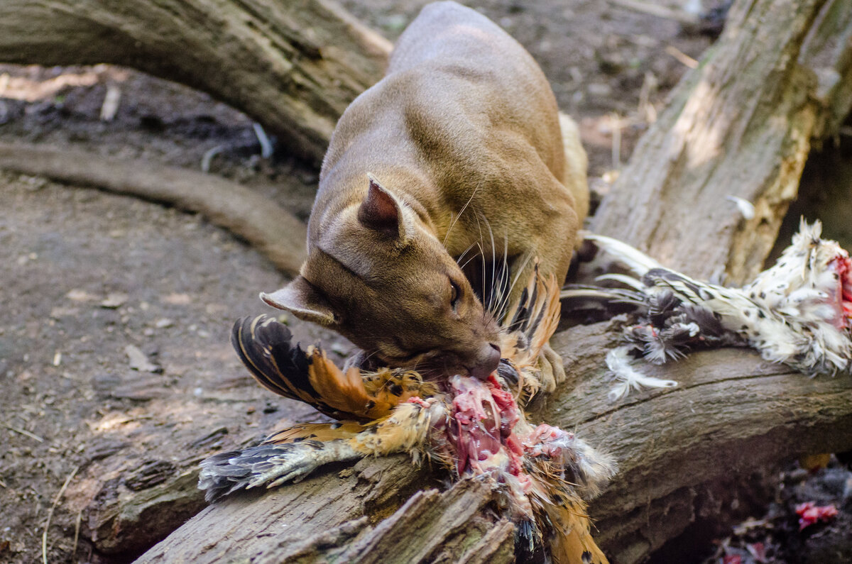 Ничего личного