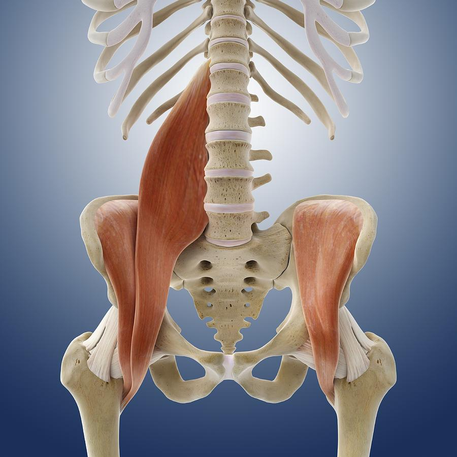 Musculus PSOAS Major