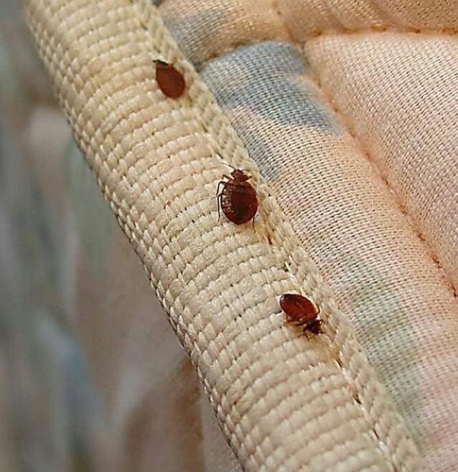 это настоящие клопы