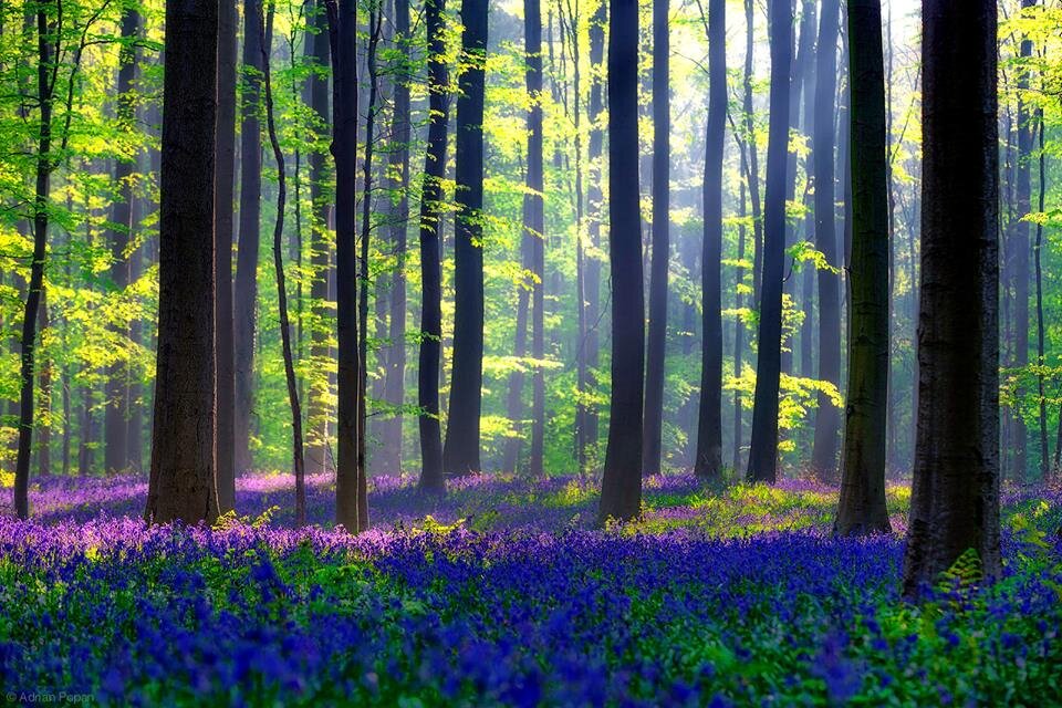 Халлербос - Синий лес. Лес Природа Бельгия