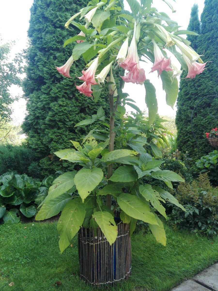 Бругмансии около двух лет. Высота около двух метров