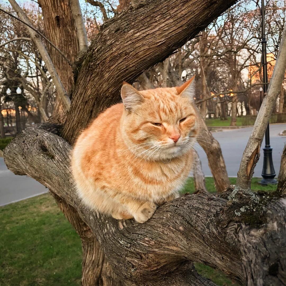 Фото из Instagram-аккаунта кота @garagecat 