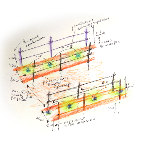 Виноград схема посадки при однополосной шпалере