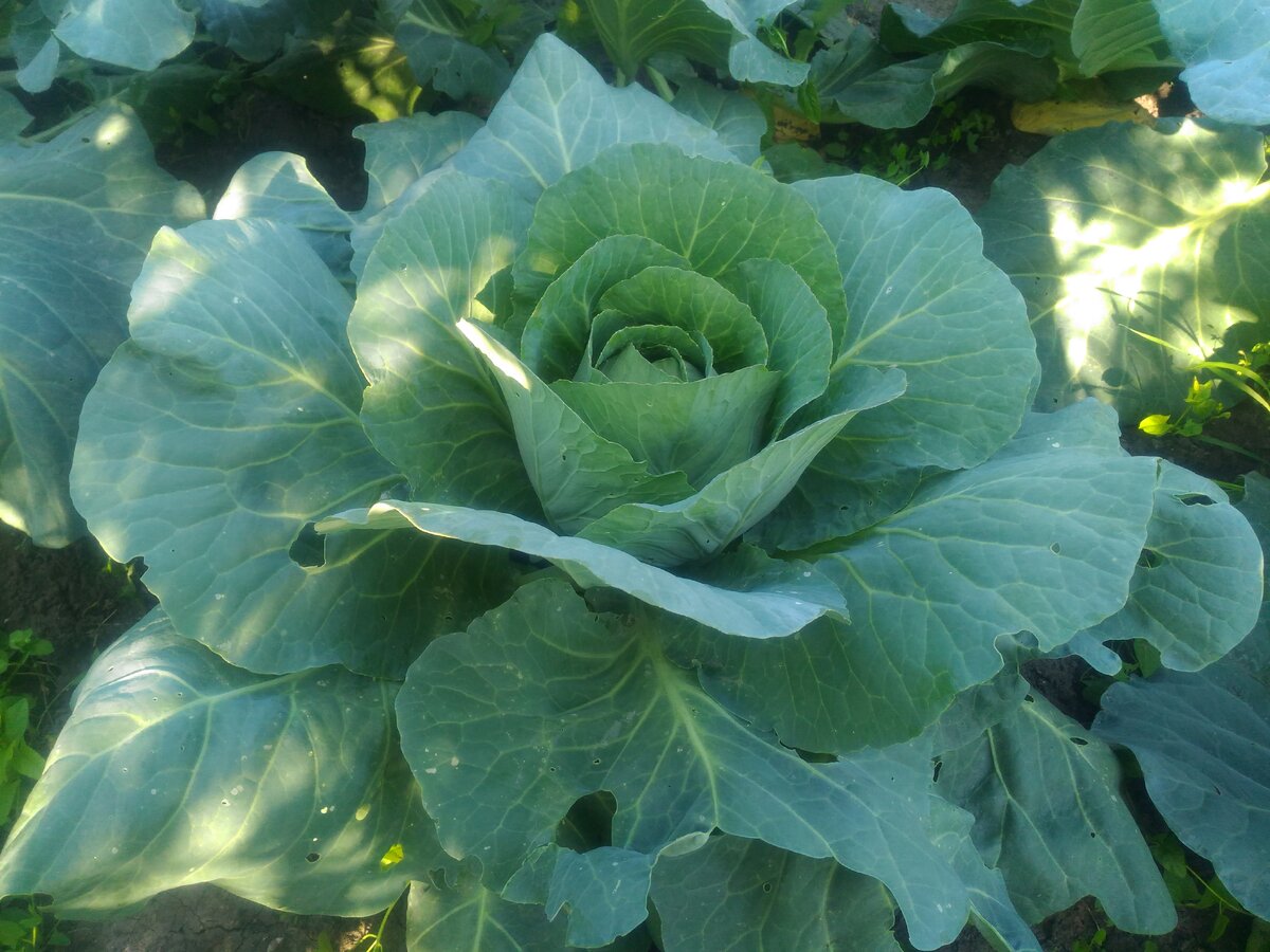 Завязавшийся кочан капусты