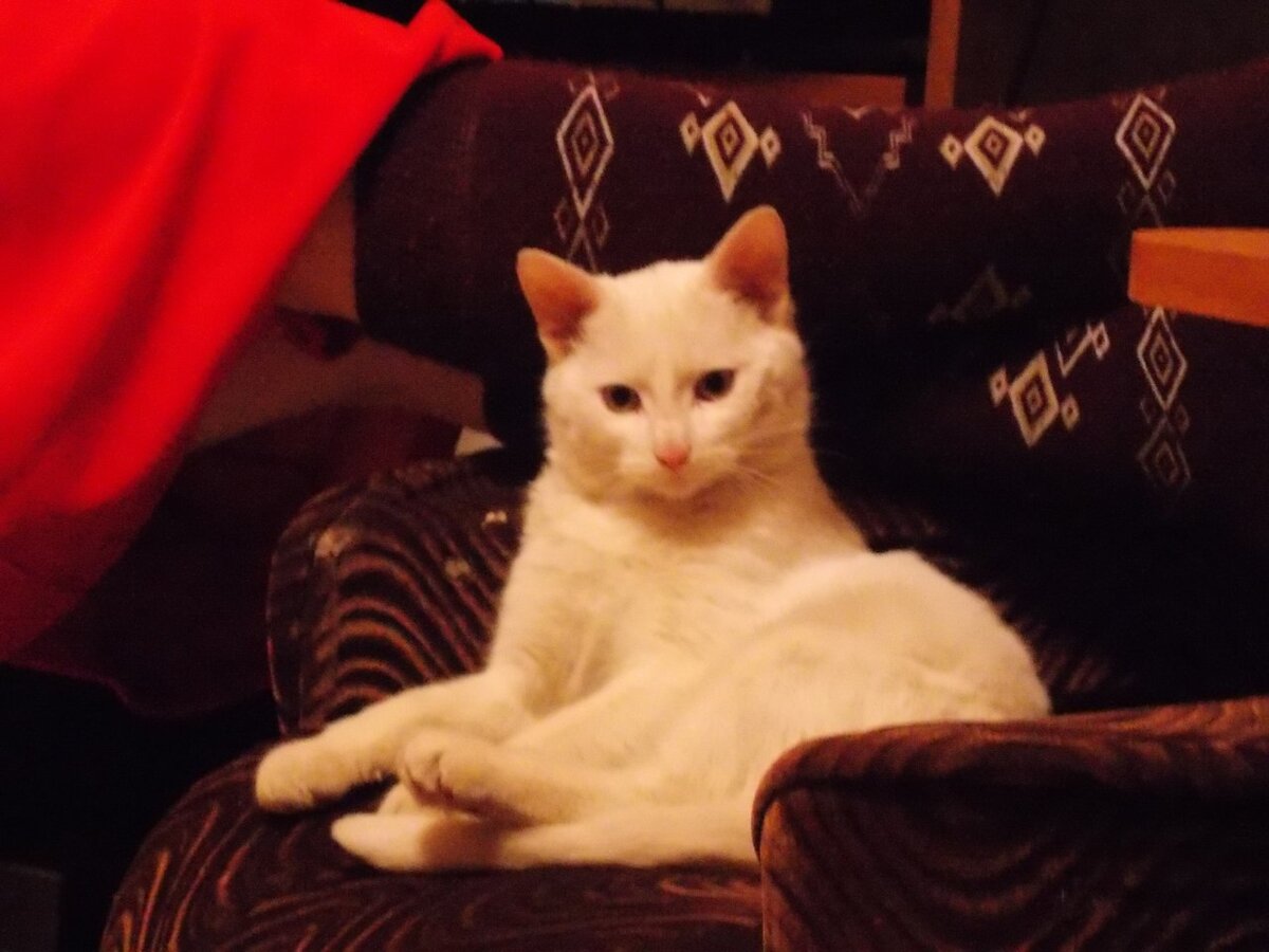 Фото Барсика