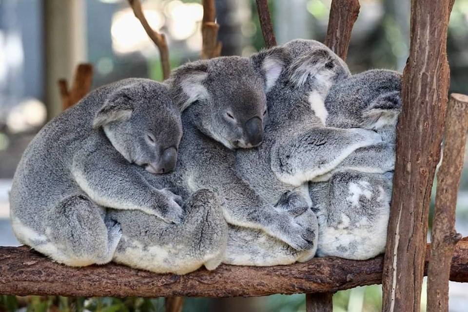 Фото: Facebook @see.australia