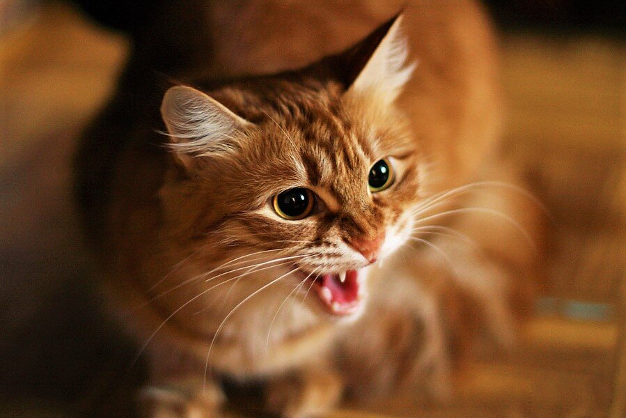 (Фотография из свободного доступа "Яндекс-картинки")