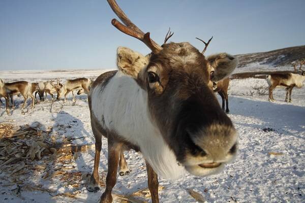 КРАСНЫЙ СЕВЕР