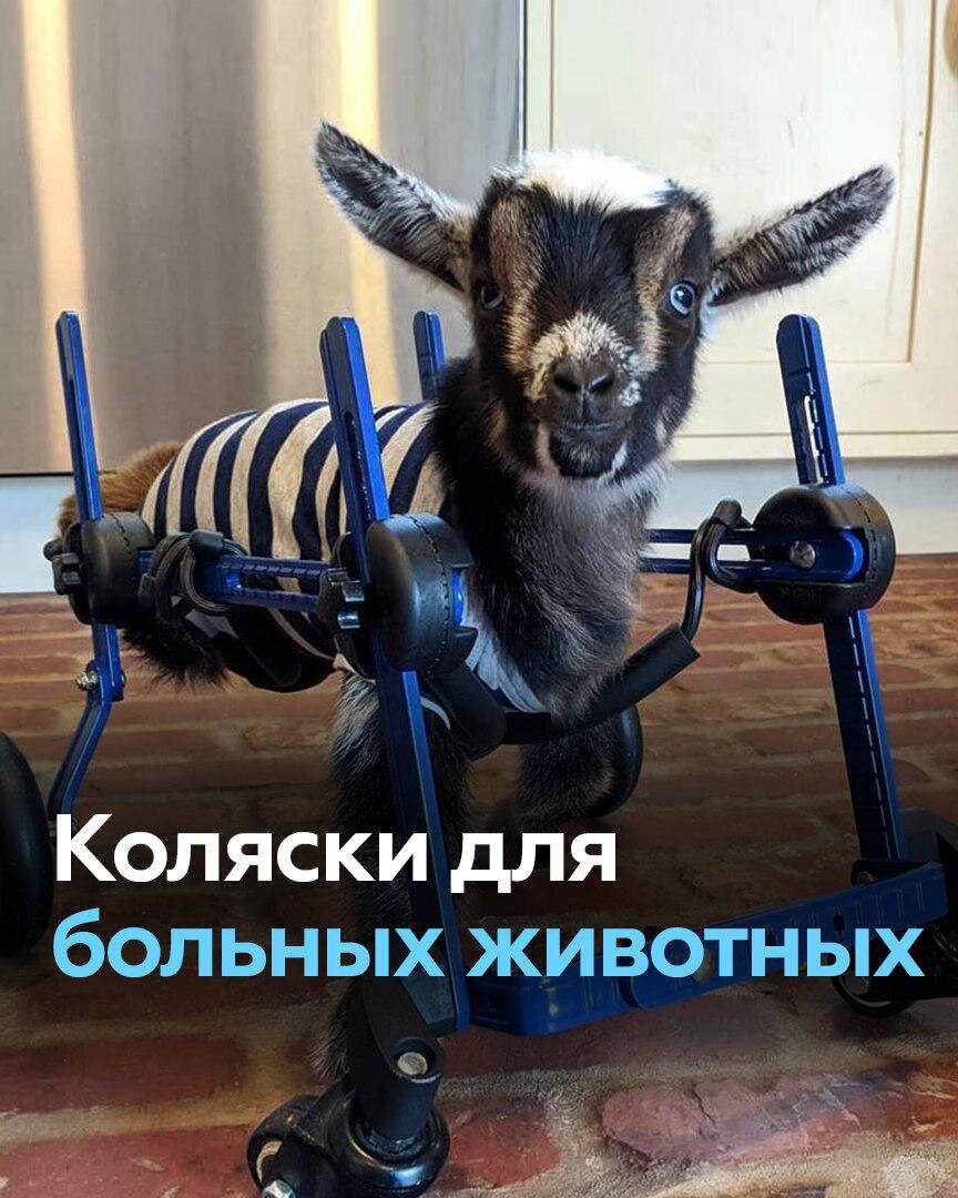 Walkin' Pets разрабатывает средства передвижения для больных зверей