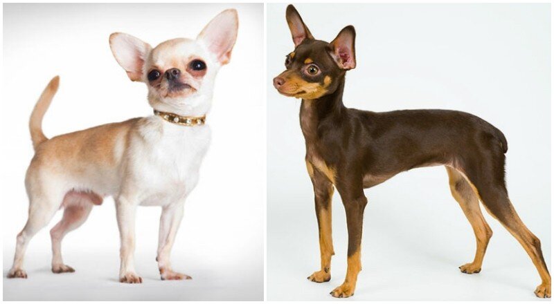 Источник: Яндекс Картинки