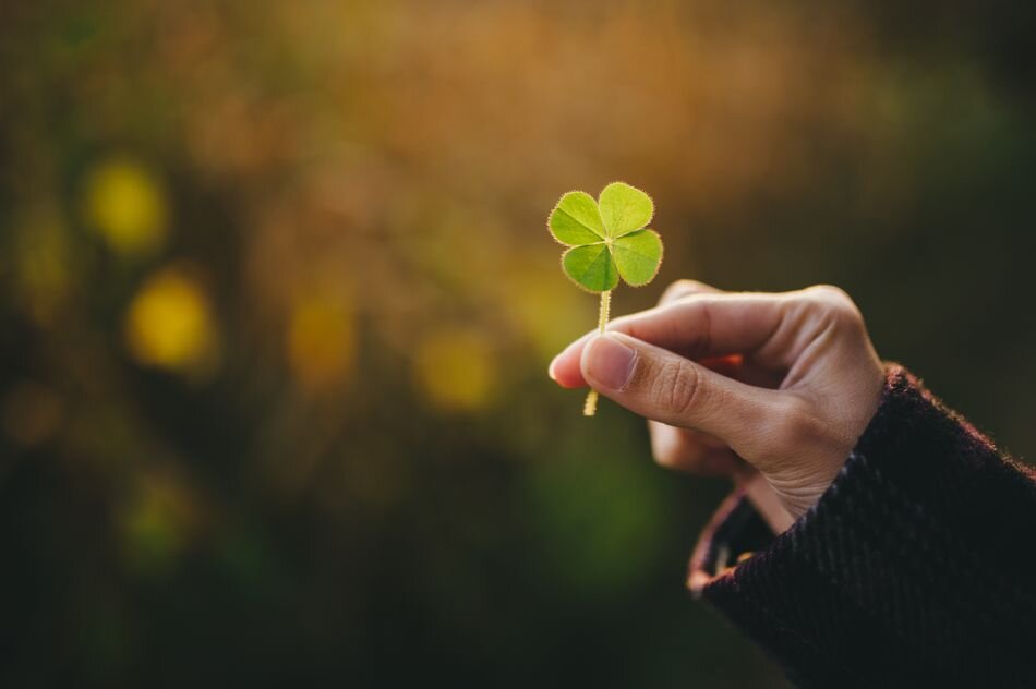 Клевер на удачу (фото www.thebalanceeveryday.com).