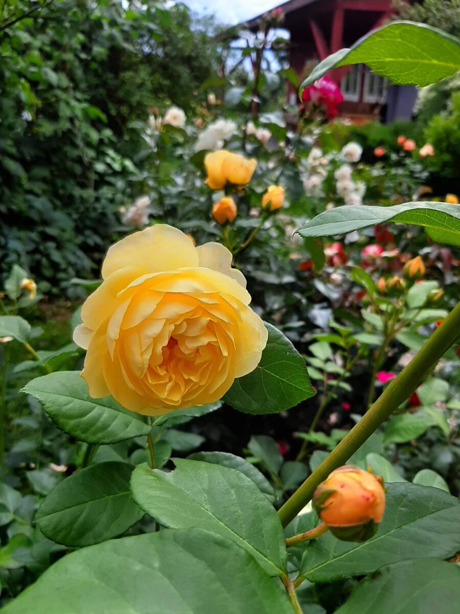 Конец июля 2019 года. 